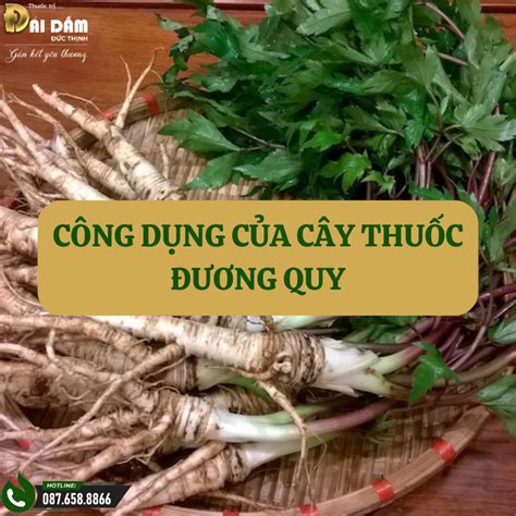 quy meaning|Đương quy, tác dụng chữa bệnh của Đương quy.